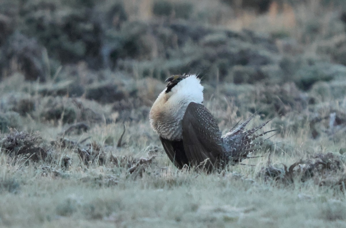 tetřívek pelyňkový - ML636880384