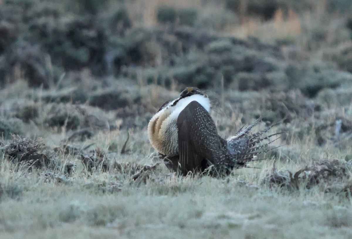 tetřívek pelyňkový - ML636880385