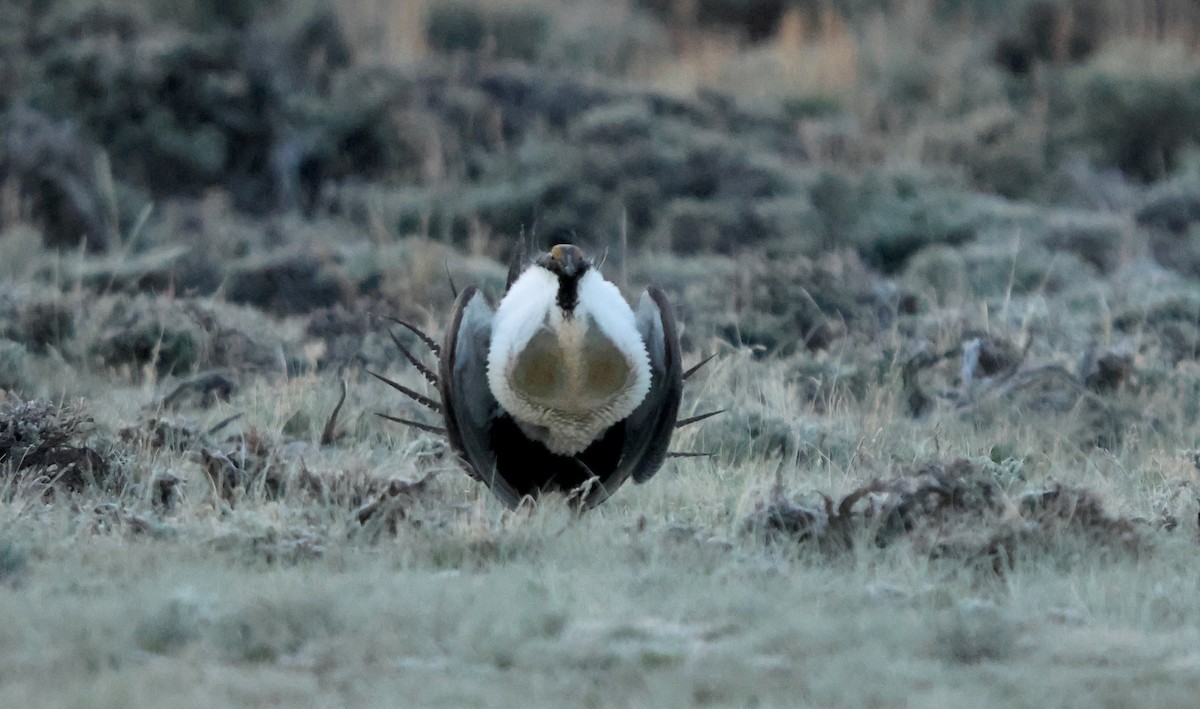 tetřívek pelyňkový - ML636880386