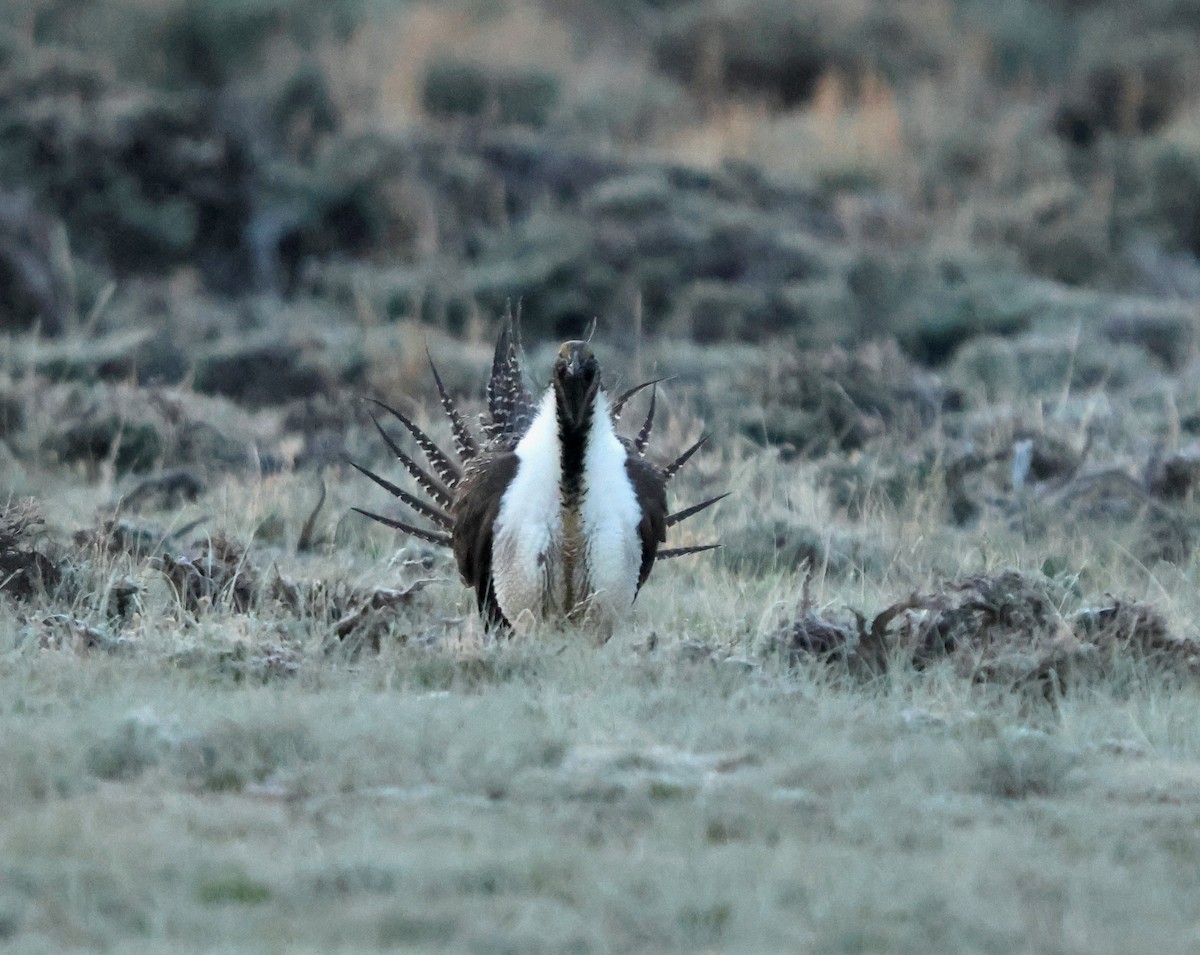 tetřívek pelyňkový - ML636880387