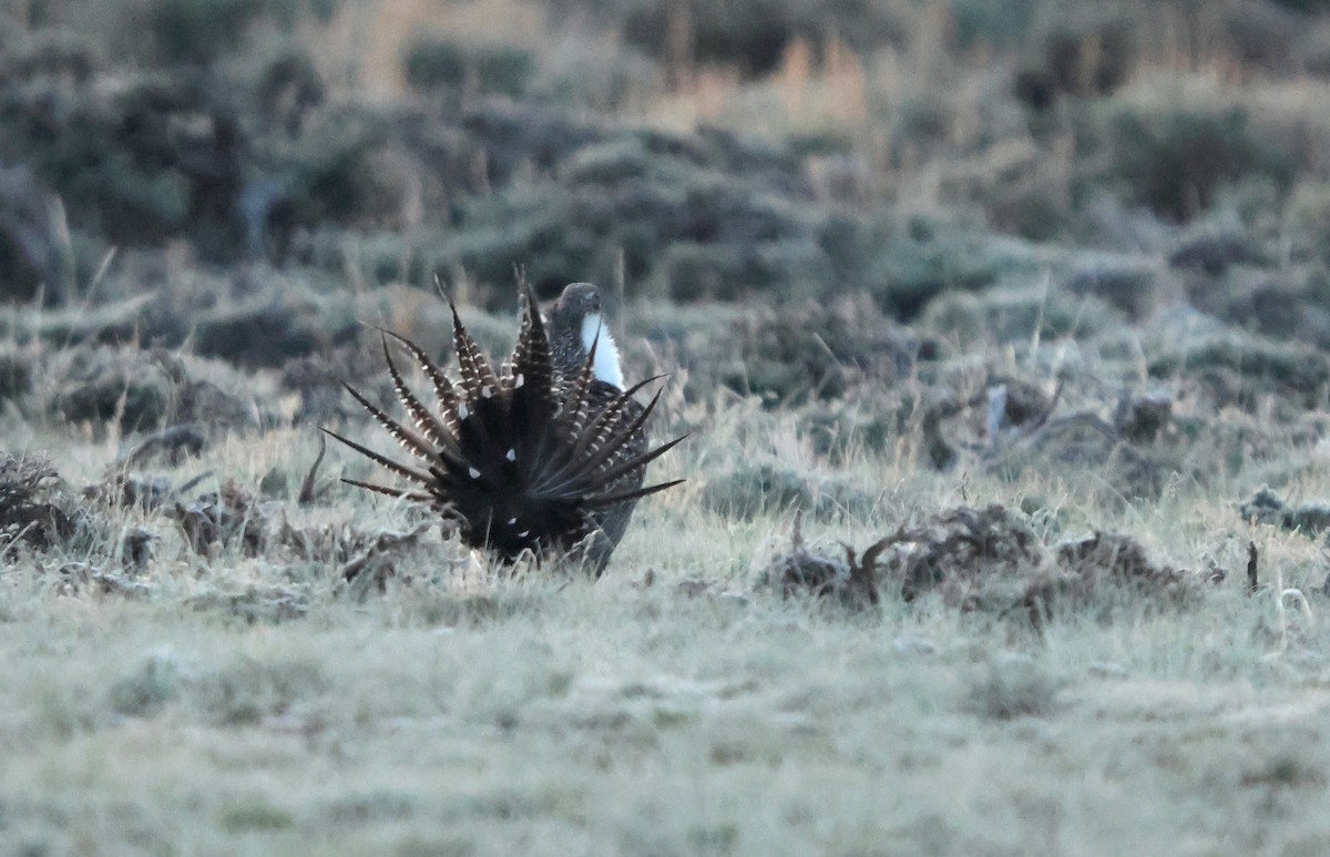 tetřívek pelyňkový - ML636880388