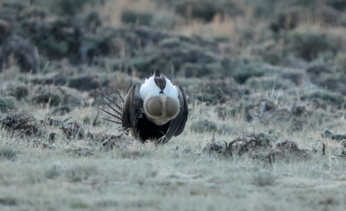 tetřívek pelyňkový - ML636880389