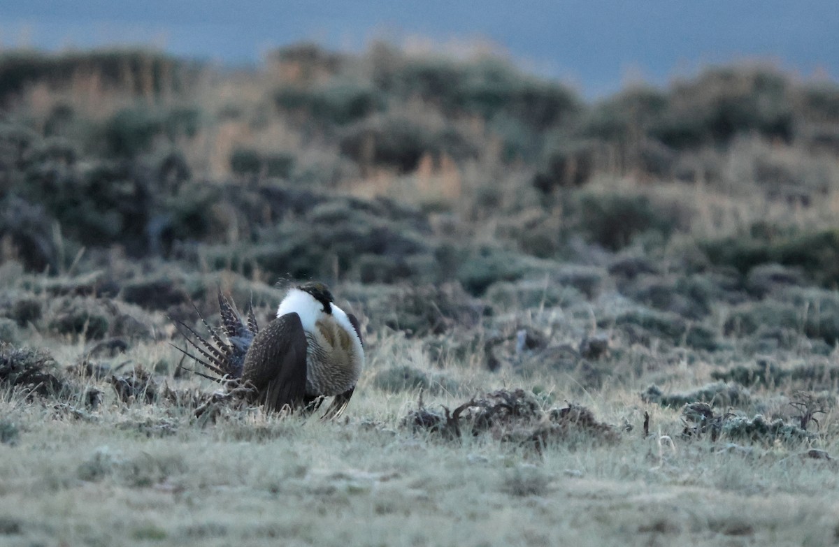 tetřívek pelyňkový - ML636880390