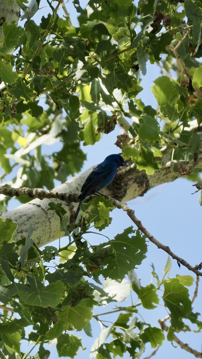 papežík indigový - ML636880391