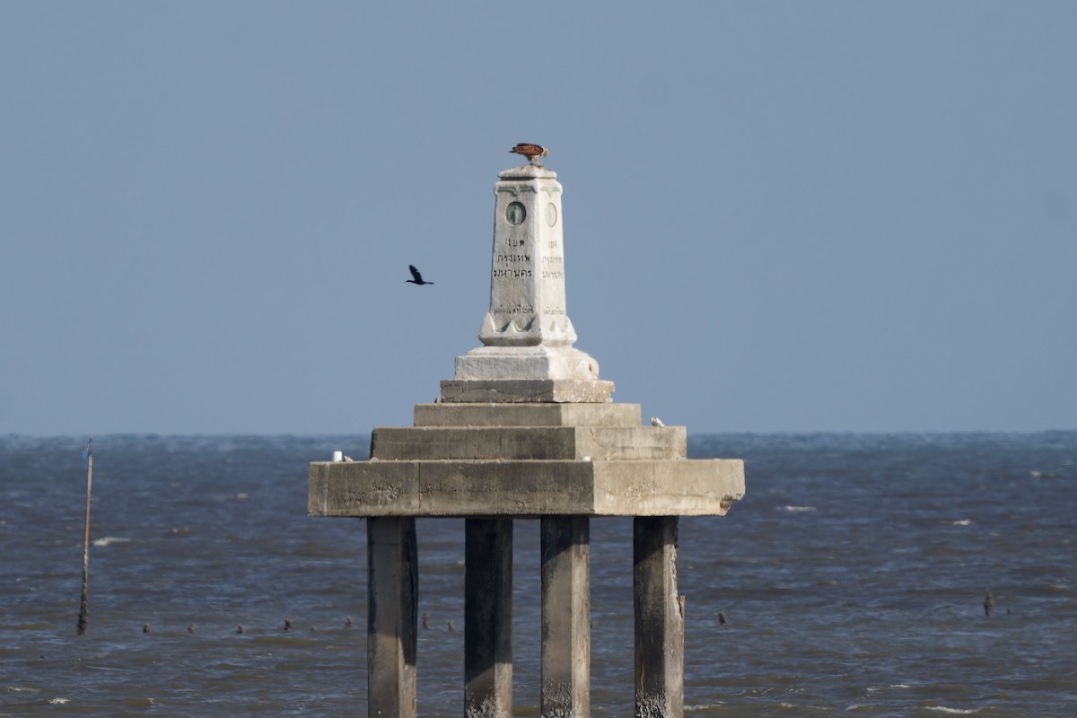 Brahminy Kite - ML636880537