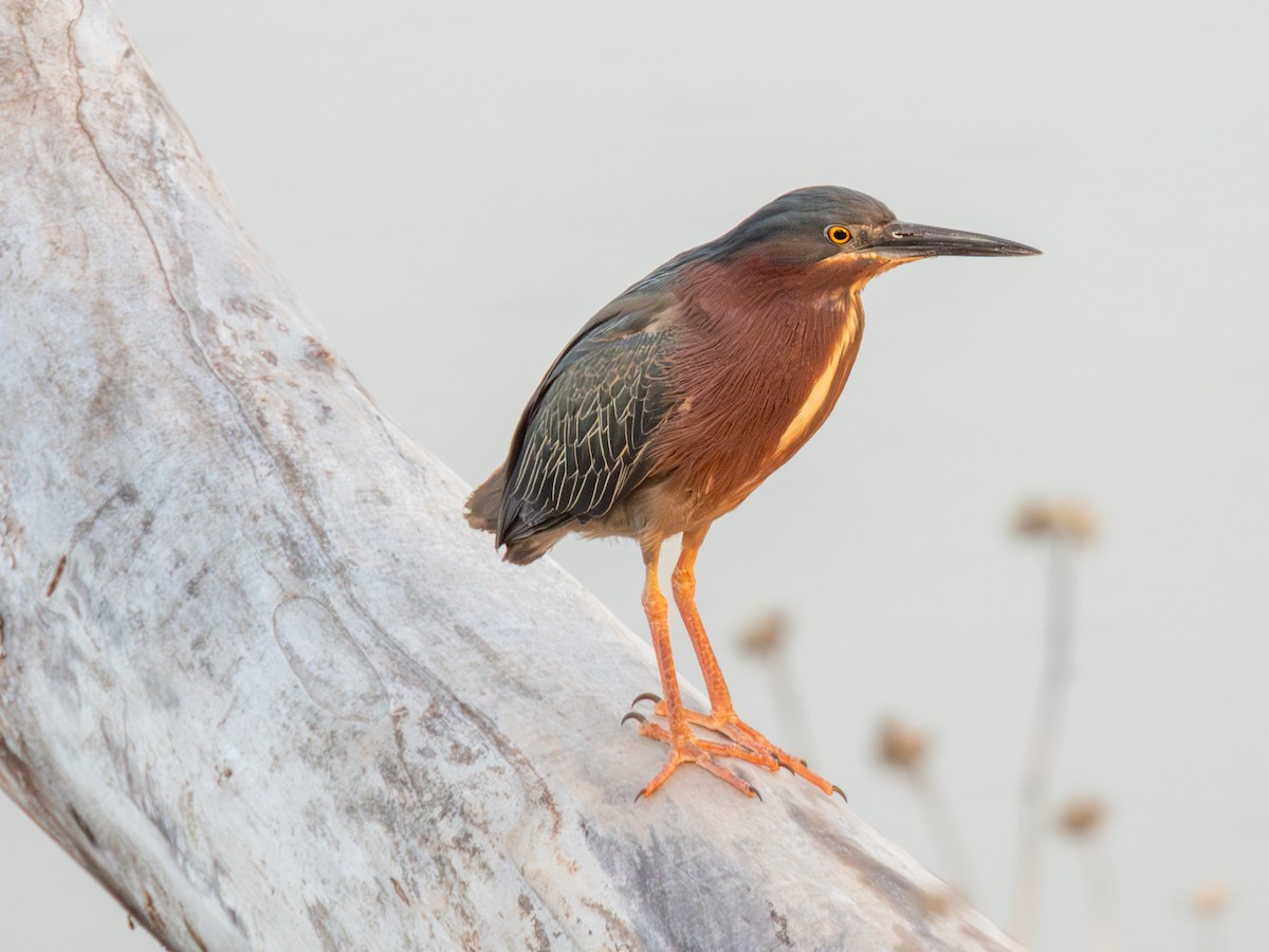 Green Heron - ML636880556