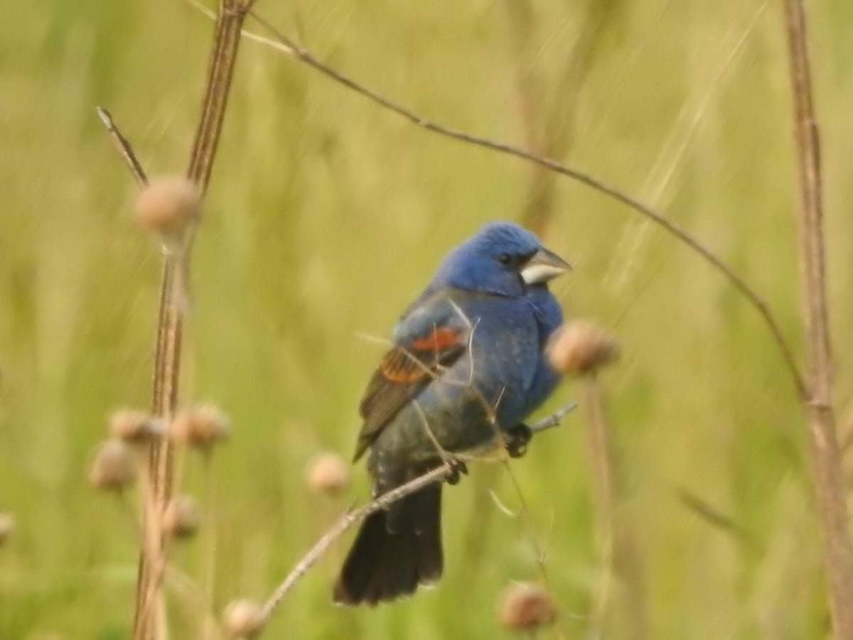 Blue Grosbeak - ML636880627