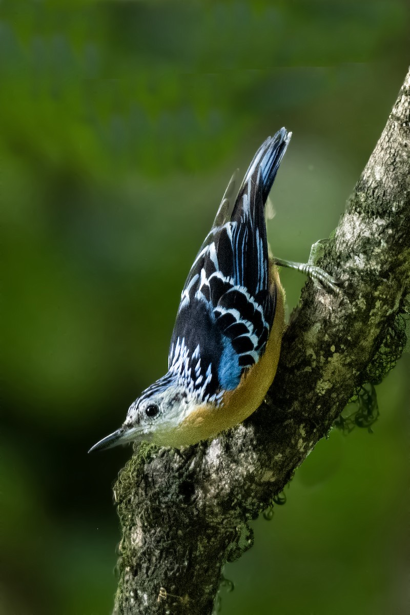 Beautiful Nuthatch - ML636880680