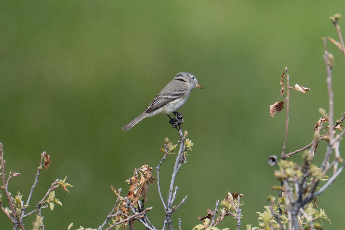 Willow Flycatcher - ML636880715