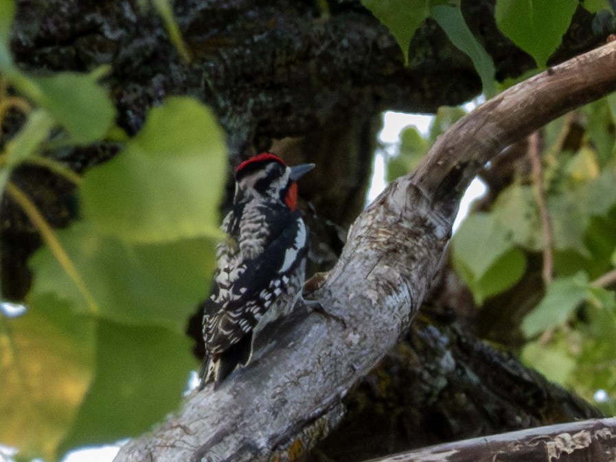 Yellow-bellied Sapsucker - ML636880721