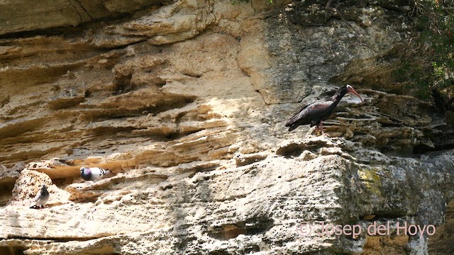 Rock Pigeon (Feral Pigeon) - ML636880725