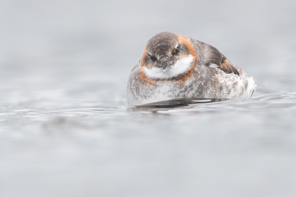 Red-necked Phalarope - ML636880756