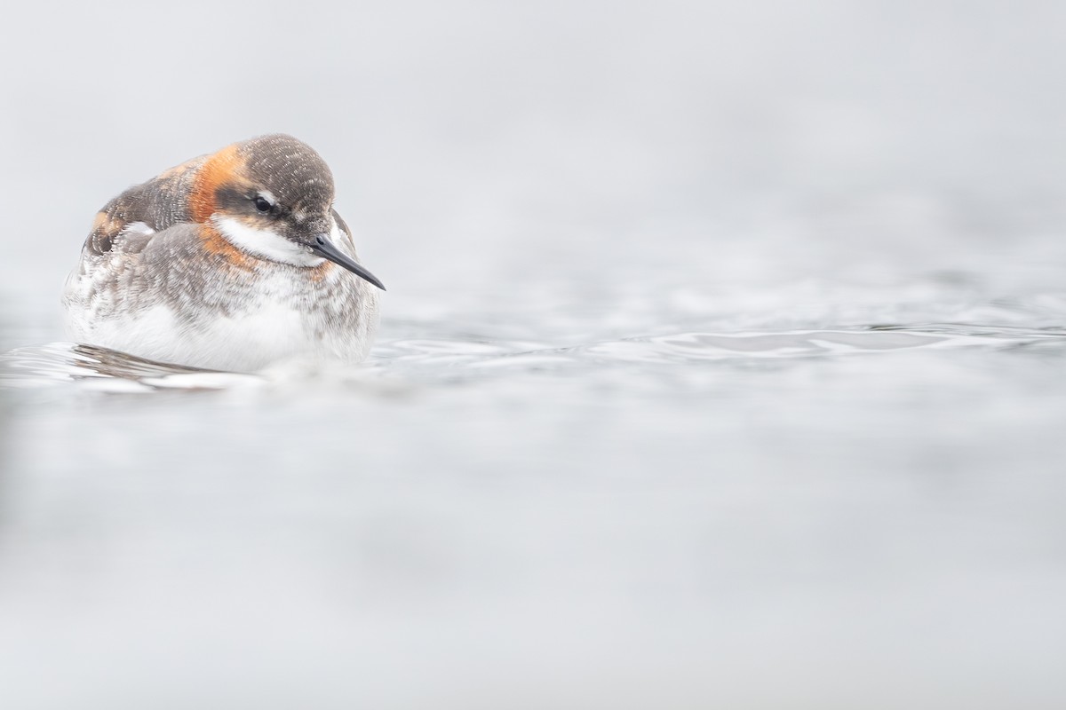 Red-necked Phalarope - ML636880757