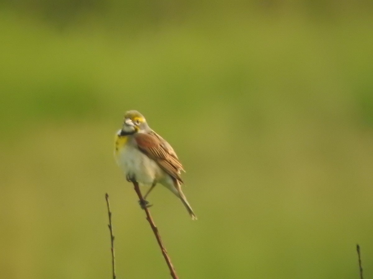 Dickcissel - ML636880758