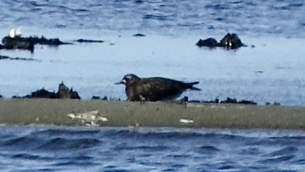 Black Turnstone - ML636880771