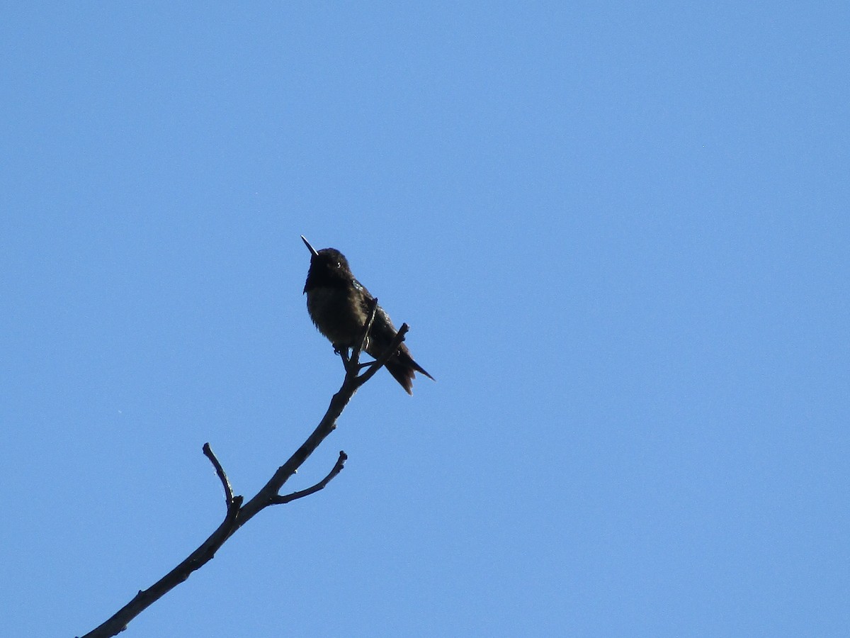 Ruby-throated Hummingbird - ML636880813