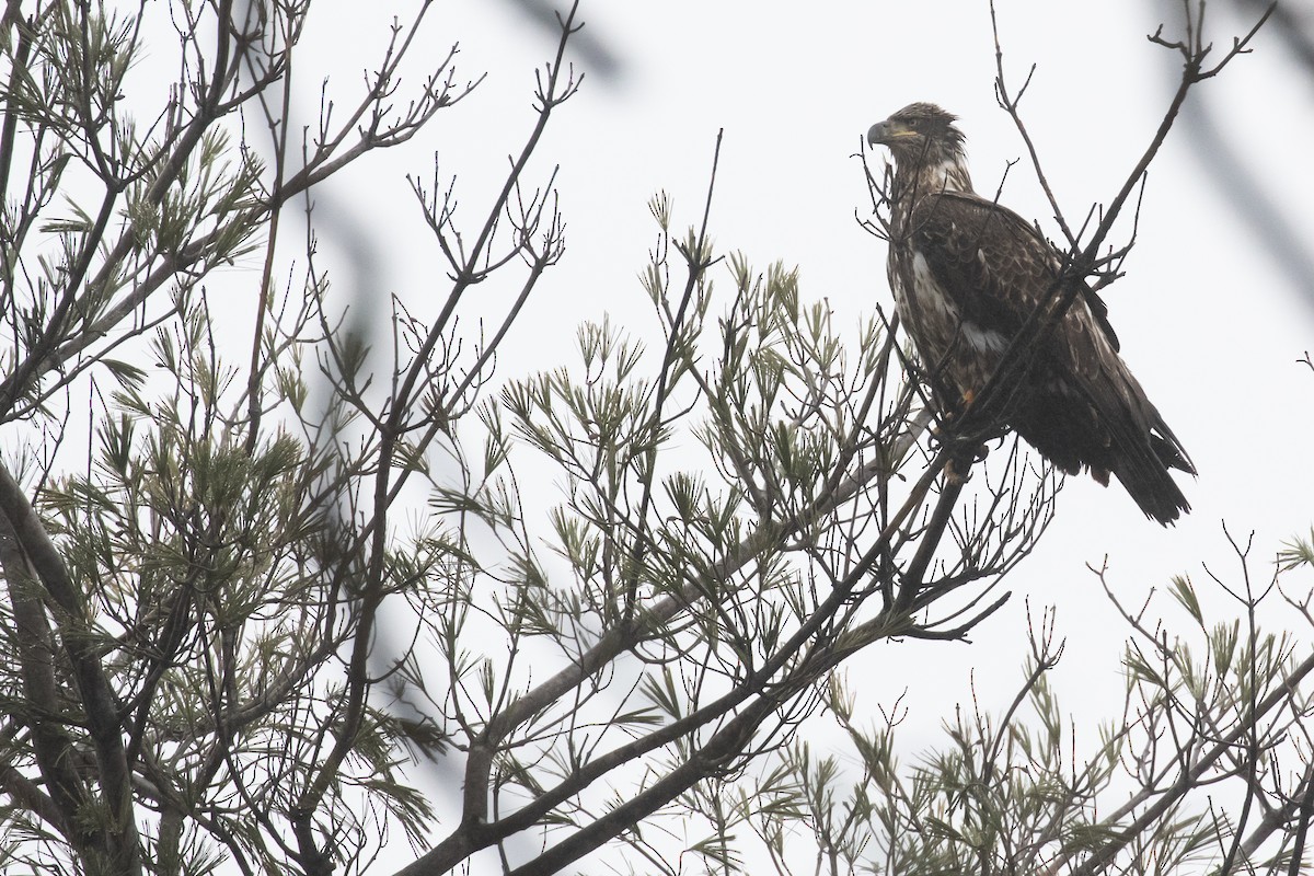 Bald Eagle - ML636880819