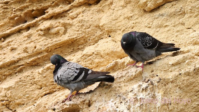 Rock Pigeon (Feral Pigeon) - ML636880821