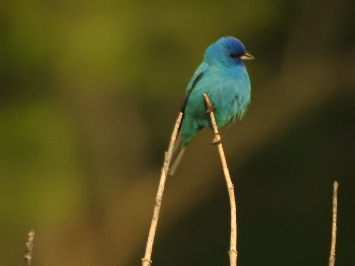 Indigo Bunting - ML636880824