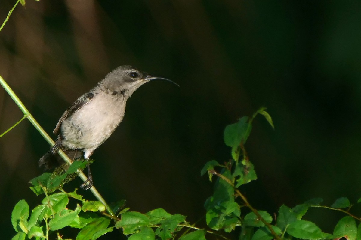 Mouse-colored Sunbird - ML636880830