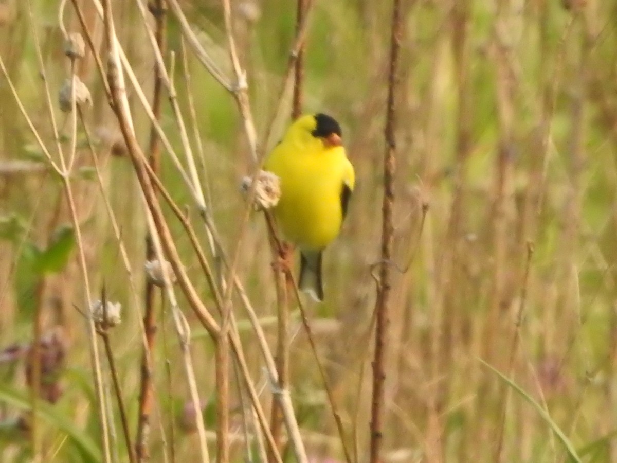 American Goldfinch - ML636880846