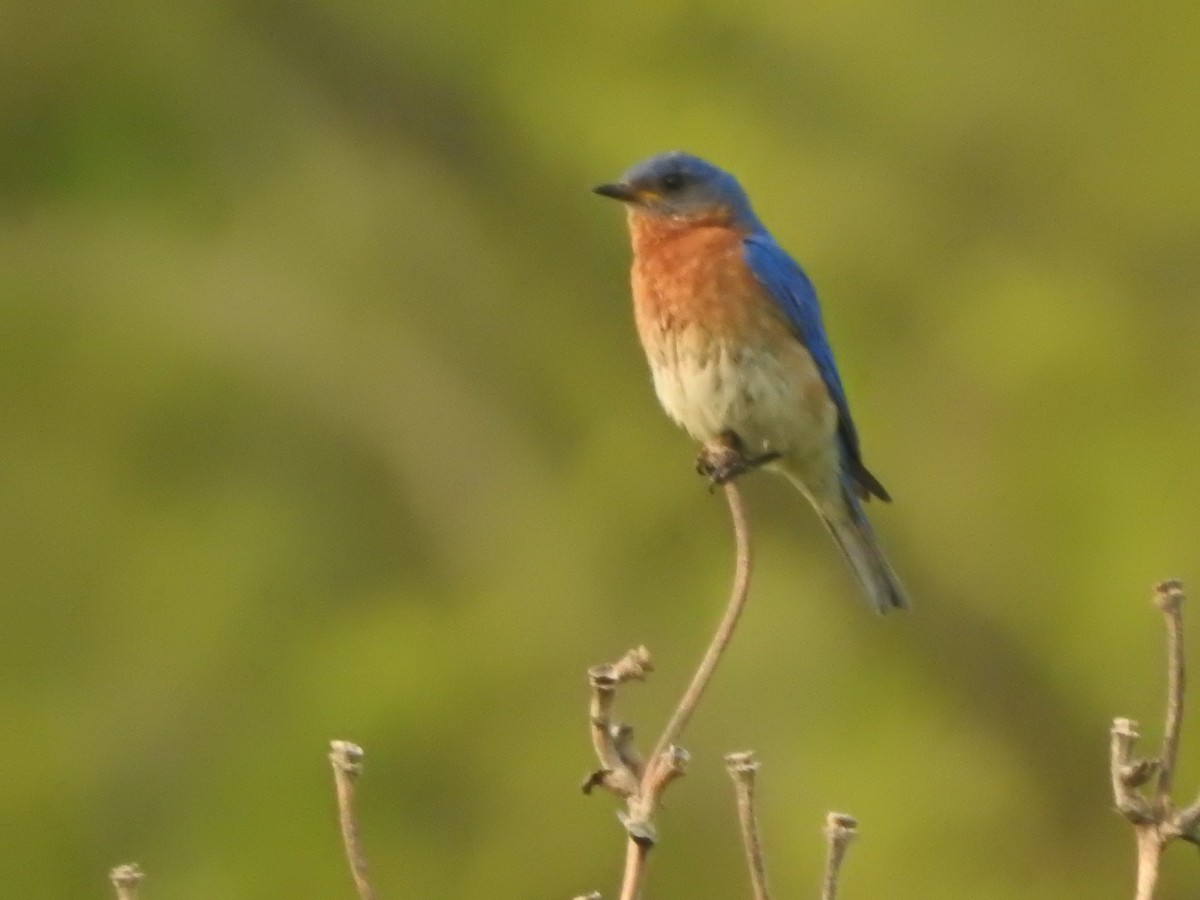 Eastern Bluebird - ML636880971