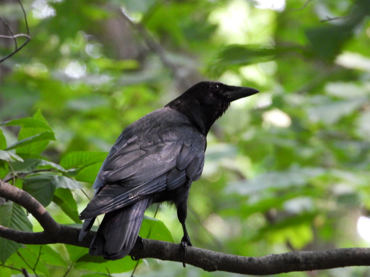 American Crow - ML636880981