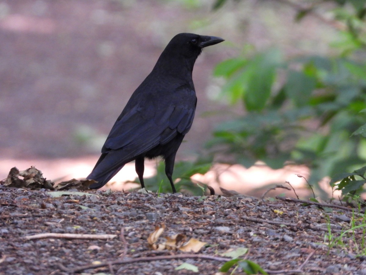 American Crow - ML636880982