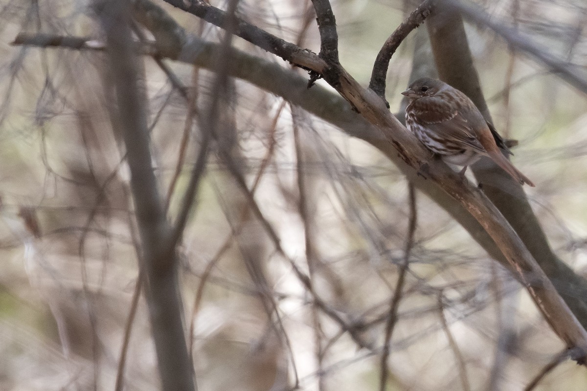 Passerella variabile (iliaca/zaboria) - ML636880983