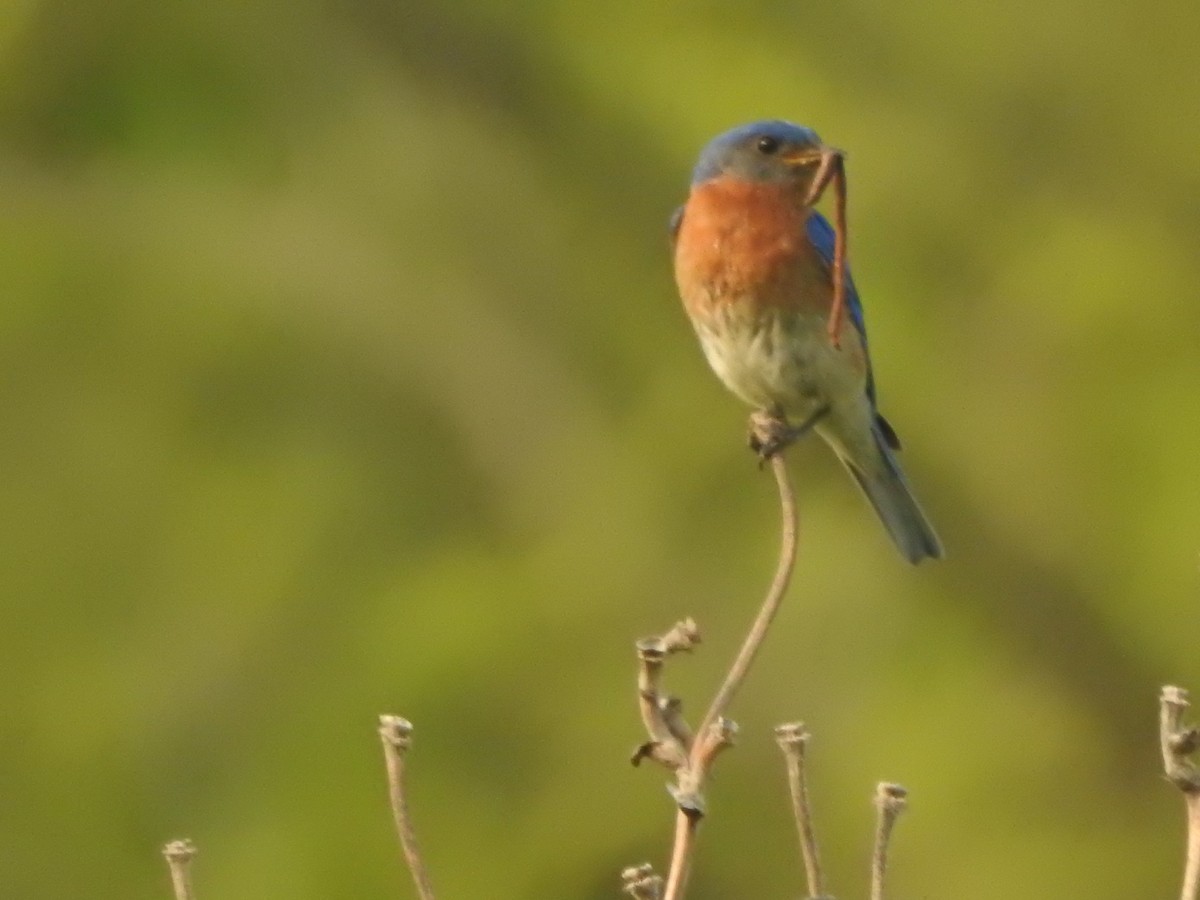 Eastern Bluebird - ML636881004