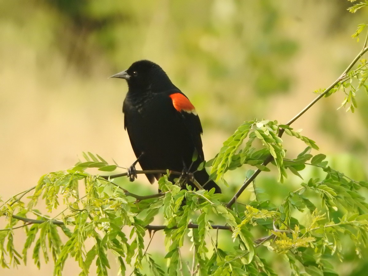 Red-winged Blackbird - ML636881037