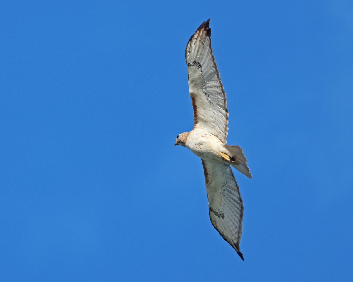 Red-tailed Hawk - ML636881127