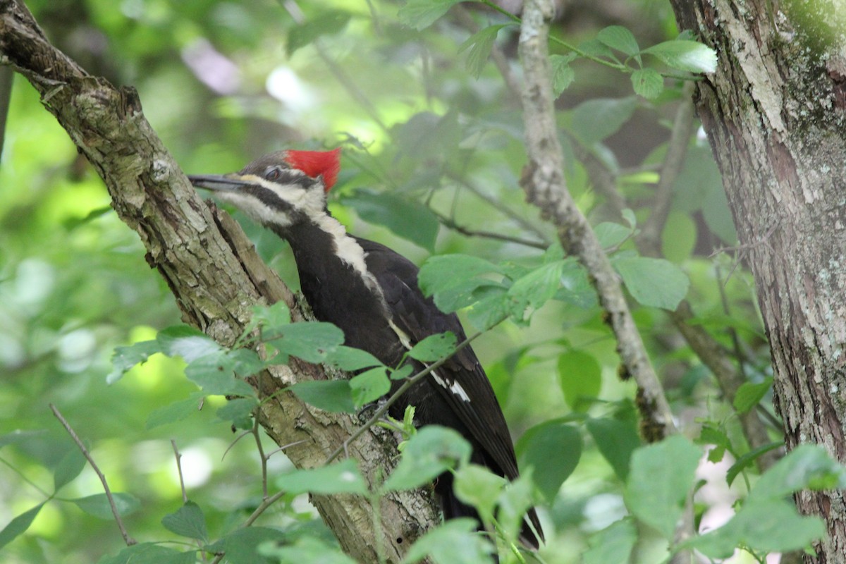 Pileated Woodpecker - ML636881128