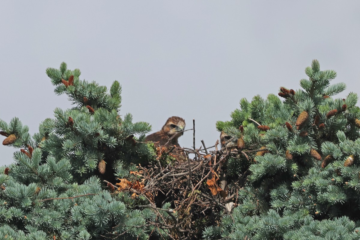 Red-tailed Hawk - ML636881129