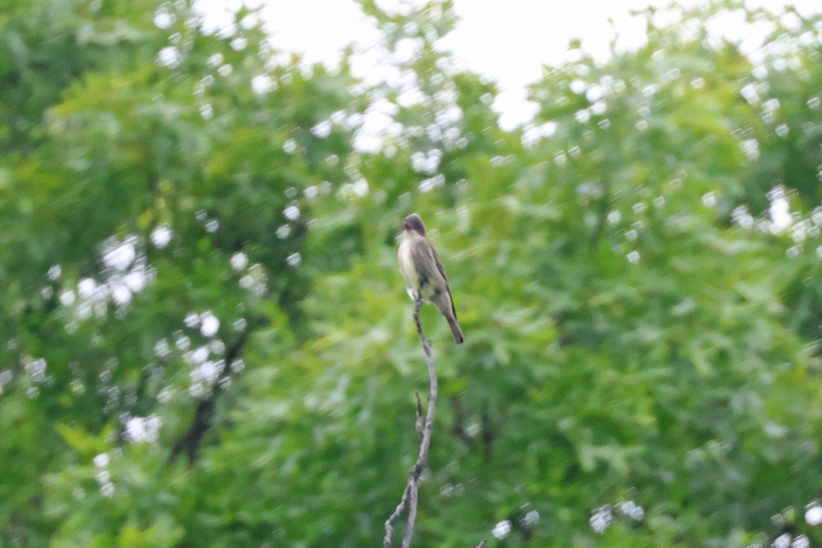 Olive-sided Flycatcher - ML636881138