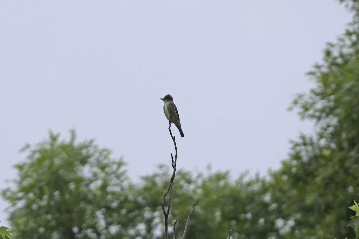 Olive-sided Flycatcher - ML636881139