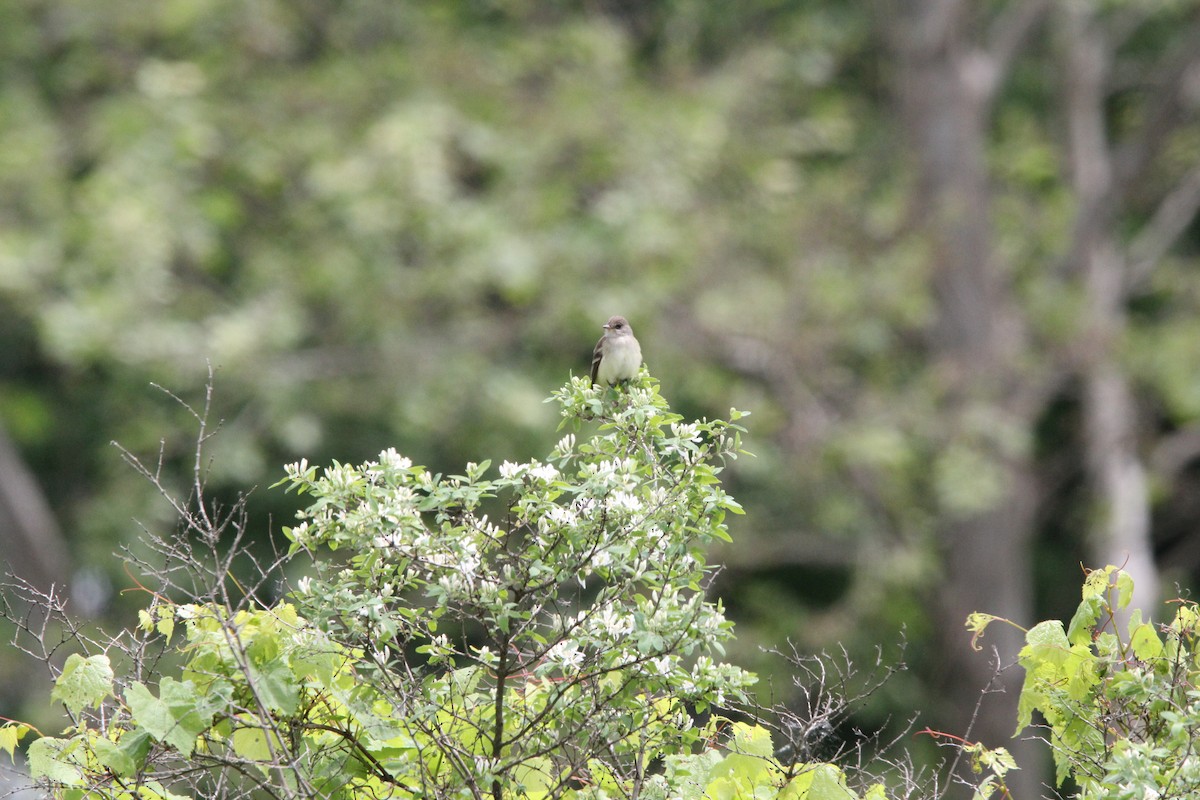 Willow Flycatcher - ML636881154
