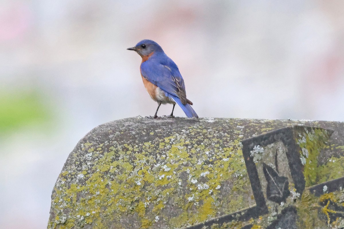 Eastern Bluebird - ML636881156
