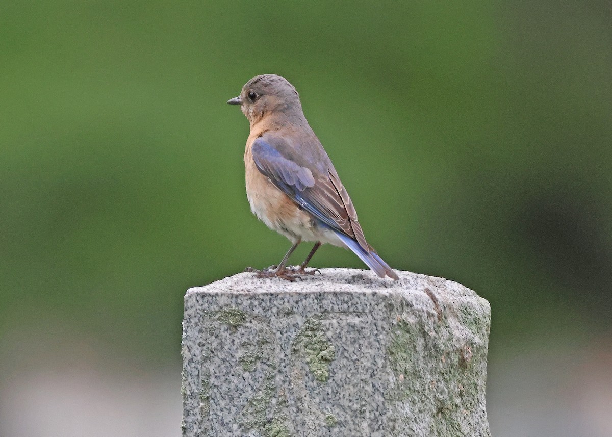 Eastern Bluebird - ML636881157