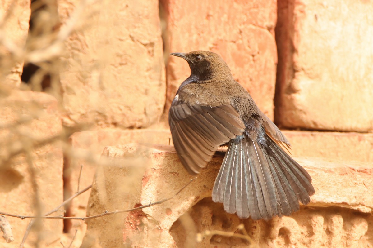 Indian Robin - ML636881175