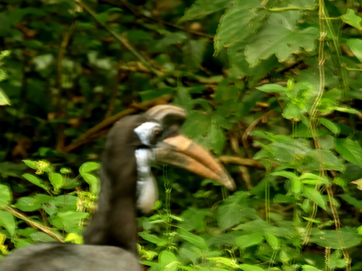 Abyssinian Ground-Hornbill - ML636881186