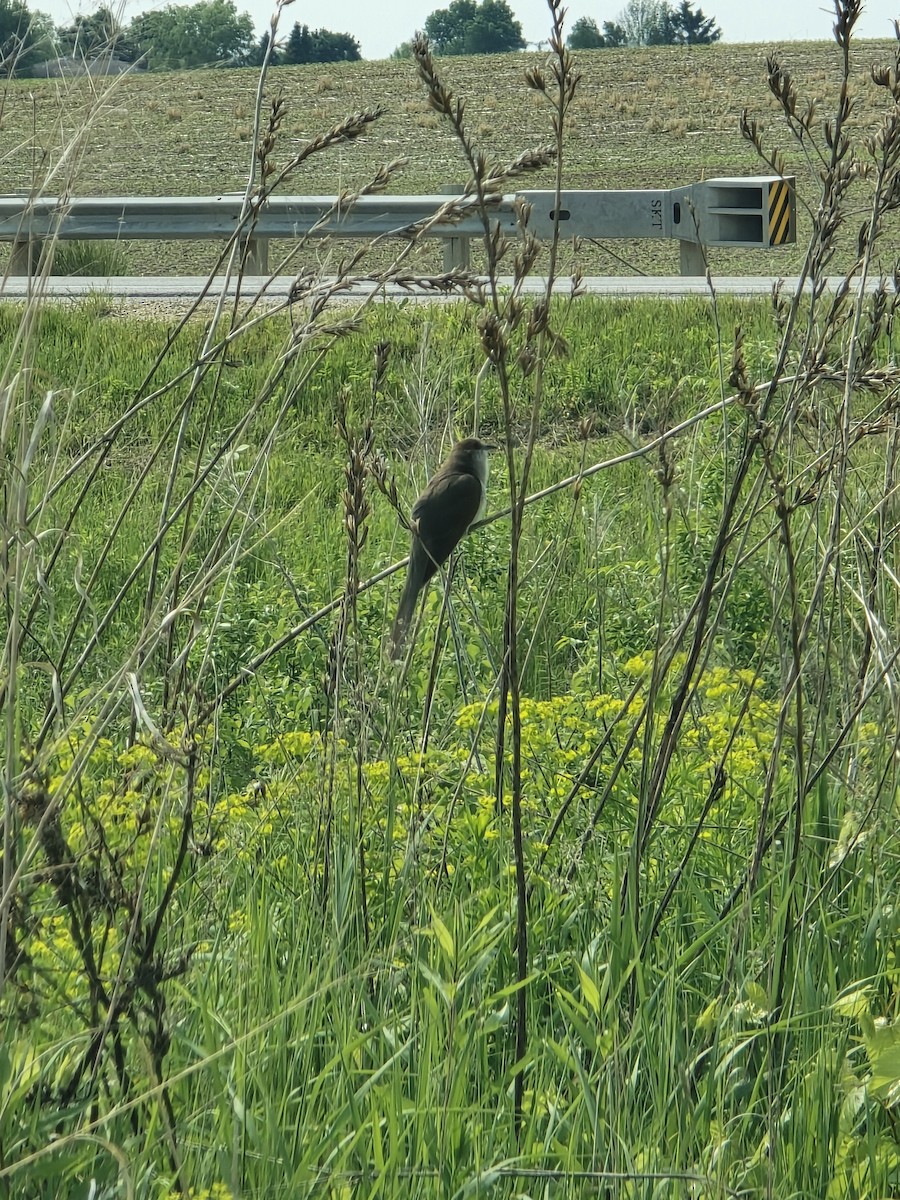 Black-billed Cuckoo - ML636881197