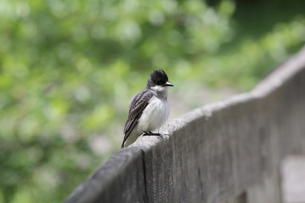 Eastern Kingbird - ML636881198