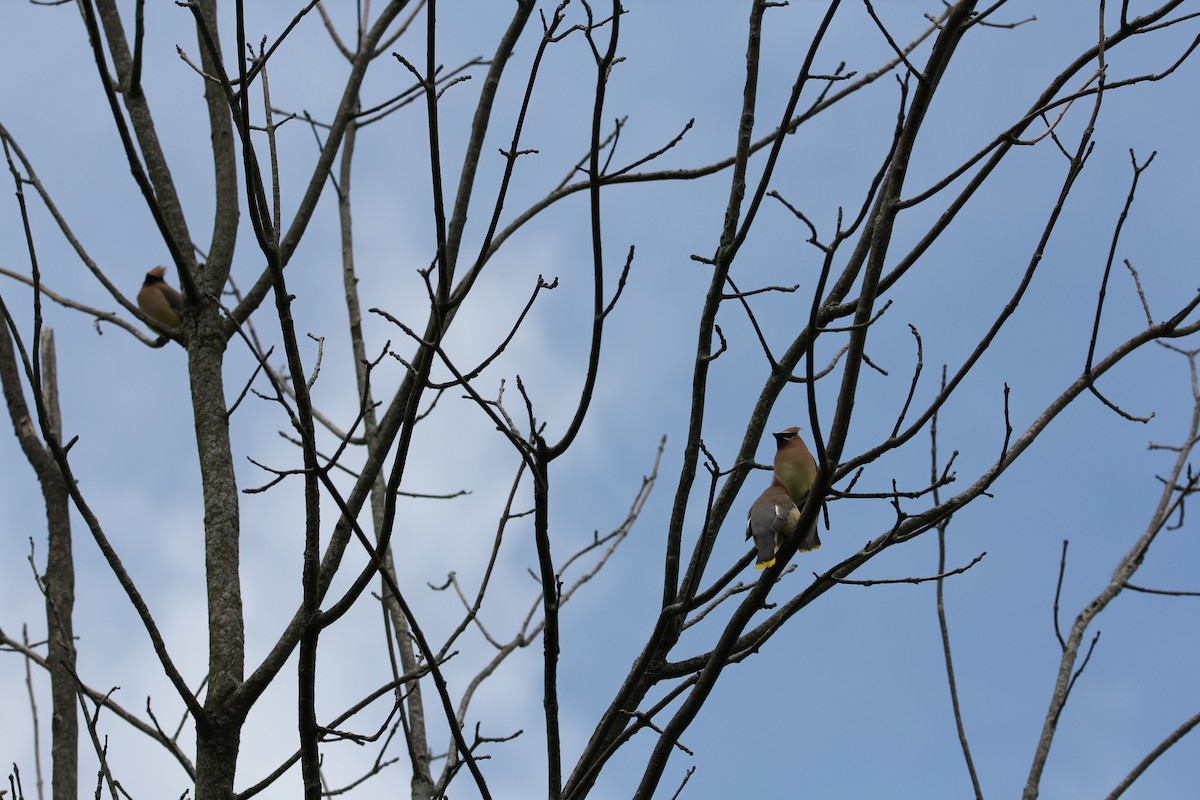Cedar Waxwing - ML636881329