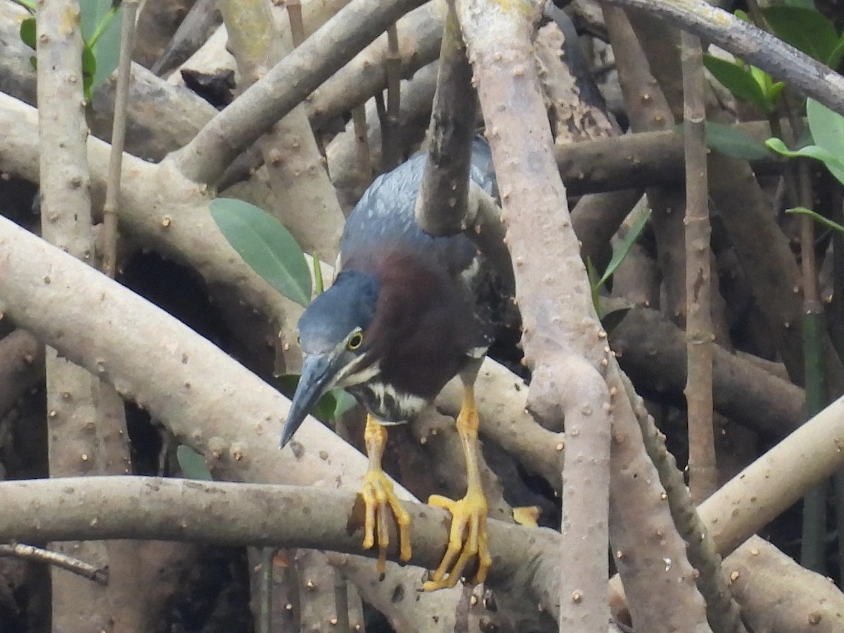 Green Heron - ML636881339