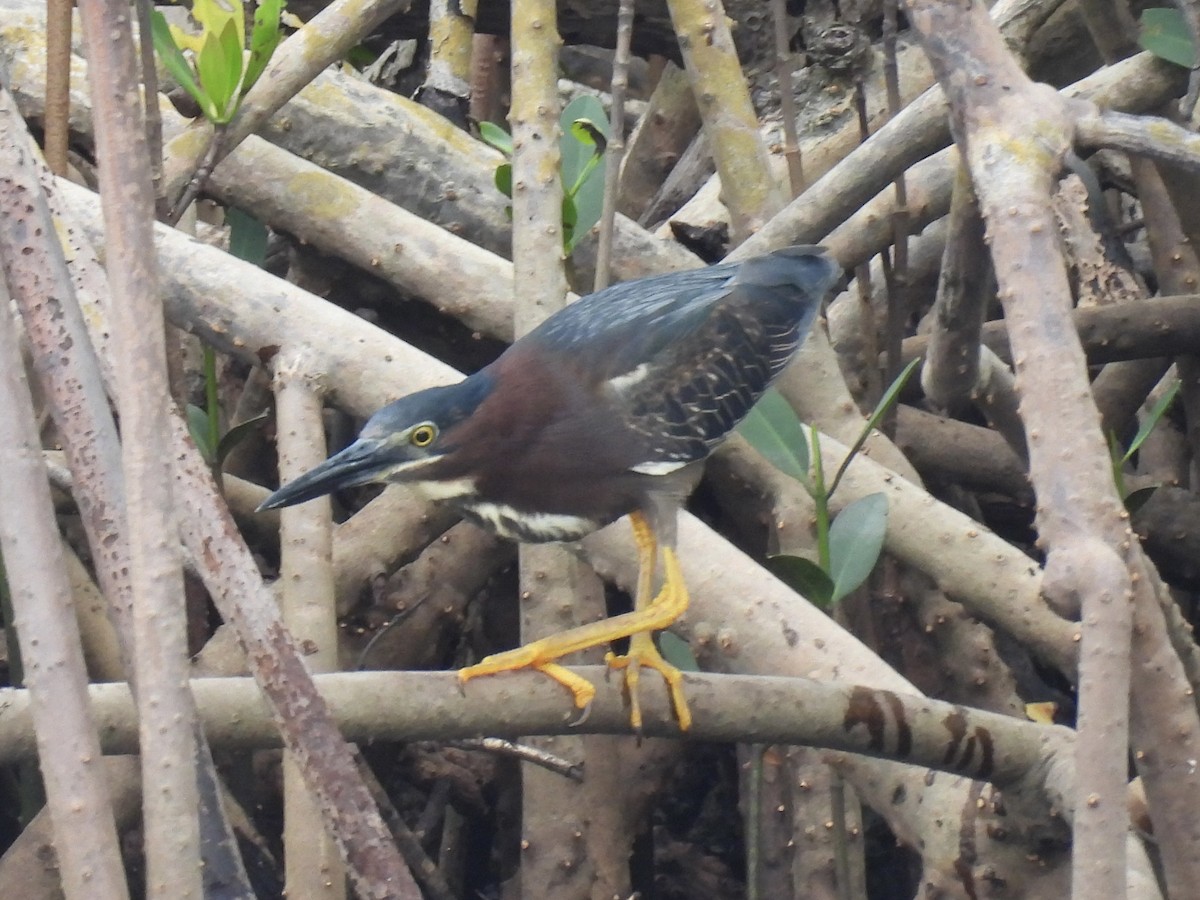 Green Heron - ML636881340