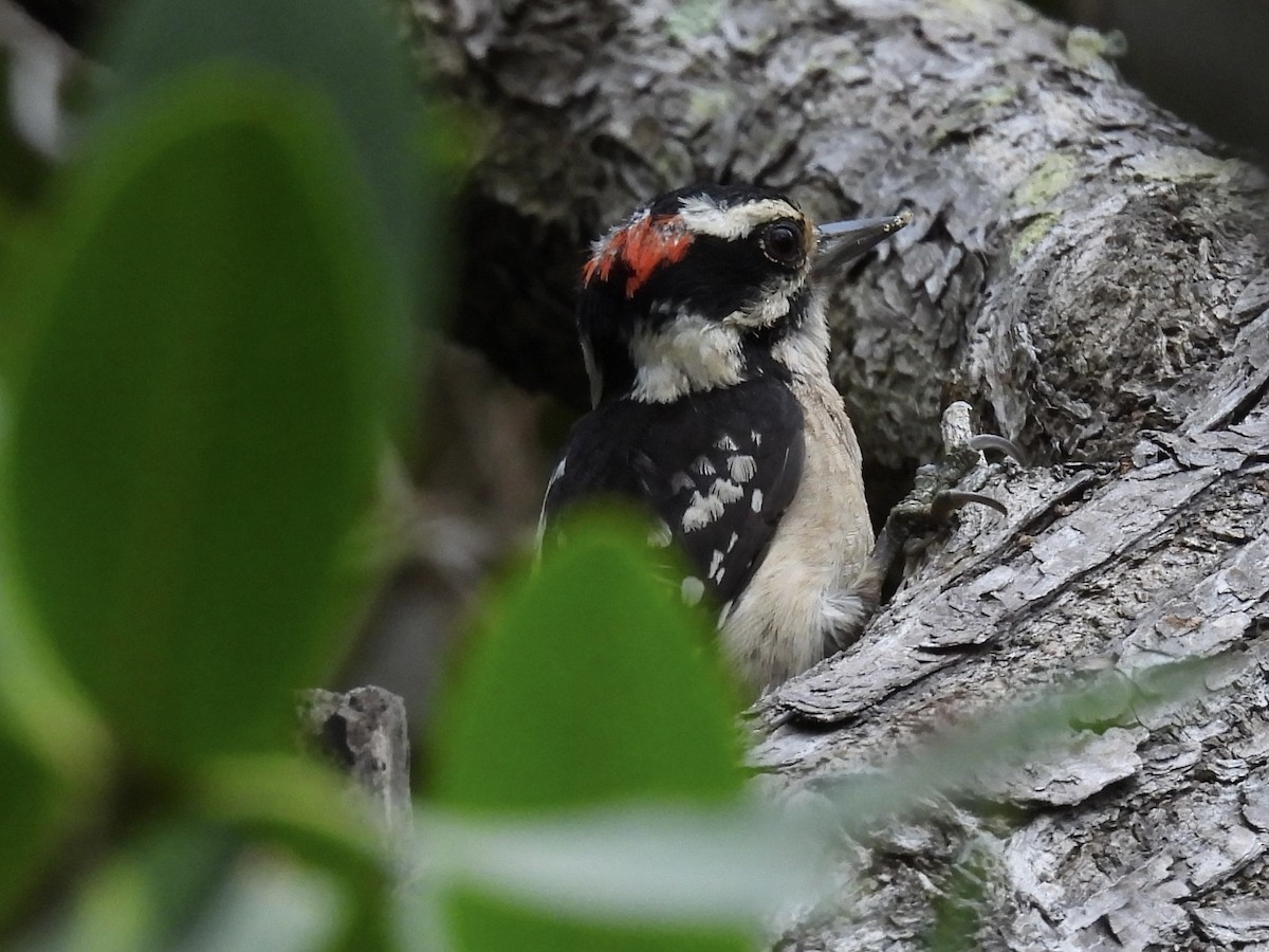 Downy Woodpecker - ML636881359