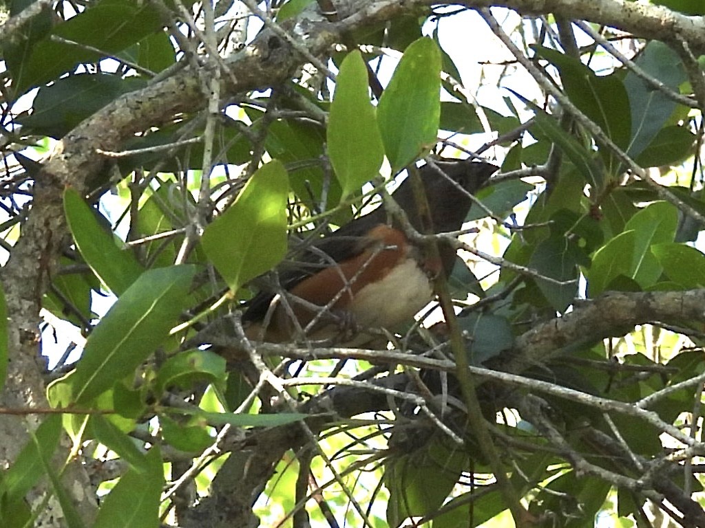 Eastern Towhee - ML636881377