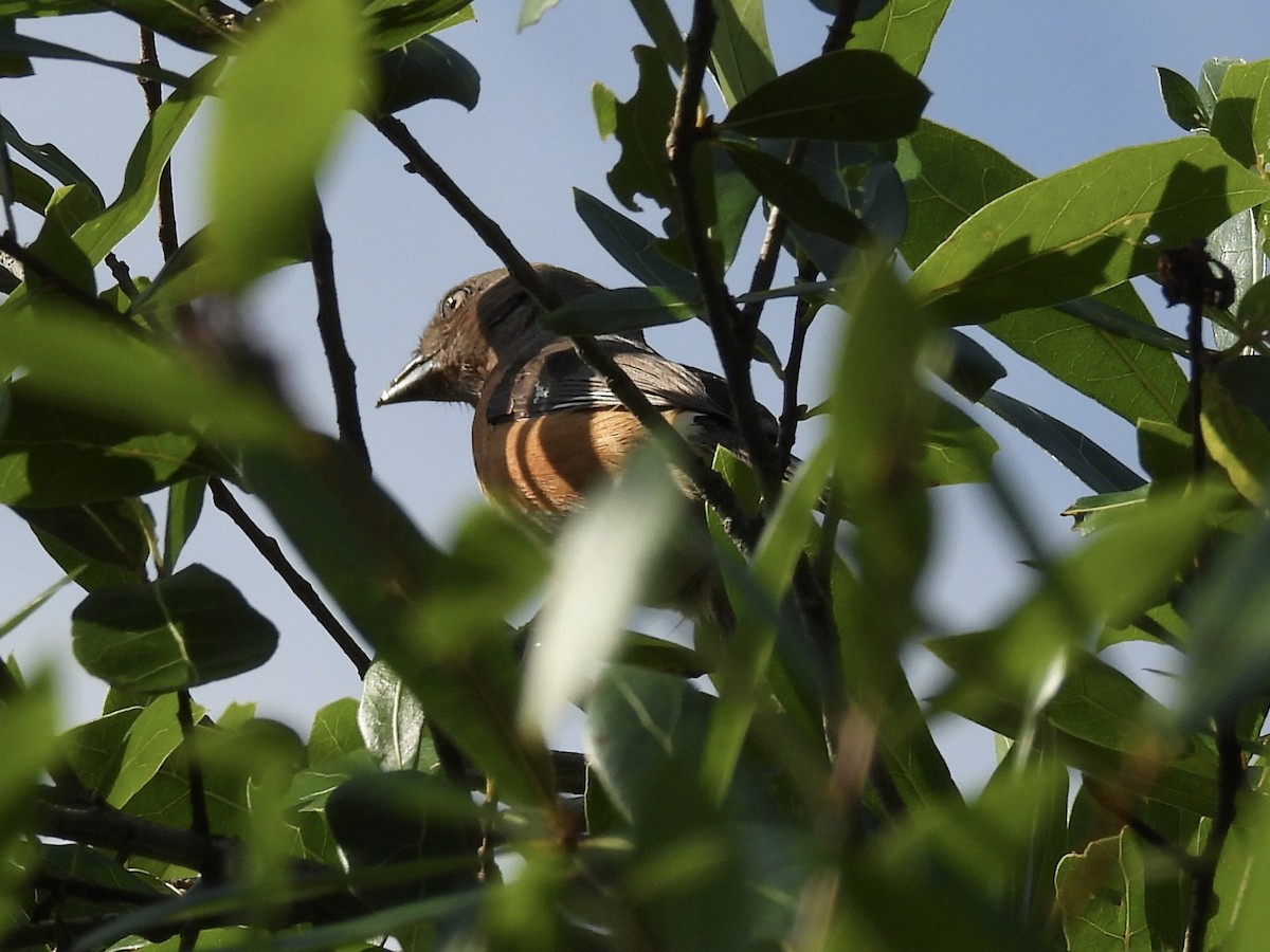 Eastern Towhee - ML636881378