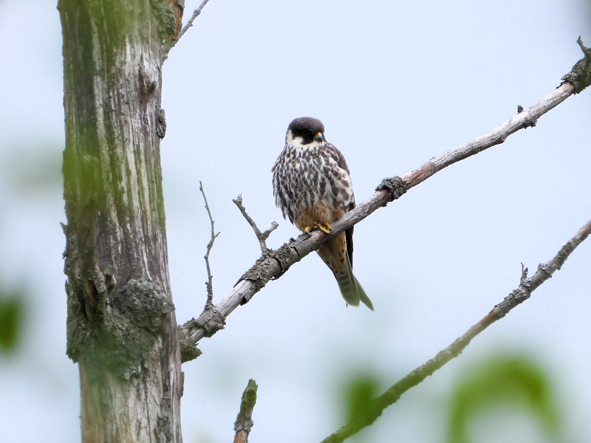 Eurasian Hobby - ML636881447